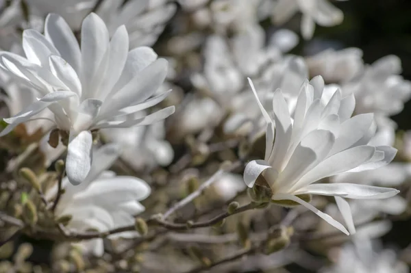 Magnolia Stellata Early Springtime Flowering Small Tree Group Flowers Snowy — Stock Photo, Image