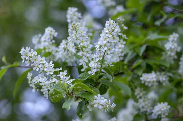 Prunus Padus Vit Blommande Fågel Körsbär Hackberry Träd Hagbär Mayday — Stockfoto