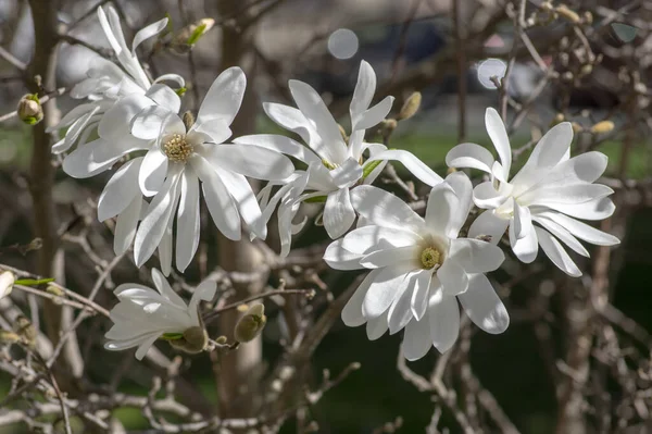 Magnolia Stellata Early Springtime Flowering Small Tree Group Flowers Snowy — Stock Photo, Image