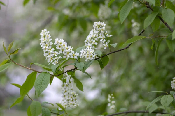 Prunus Padus Vit Blommande Fågel Körsbär Hackberry Träd Hagbär Mayday — Stockfoto