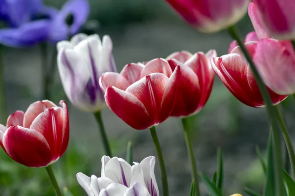 Tulipes Fraîches Fleurs Dans Jardin Printanier Belles Fleurs Précoces Tulipa — Photo