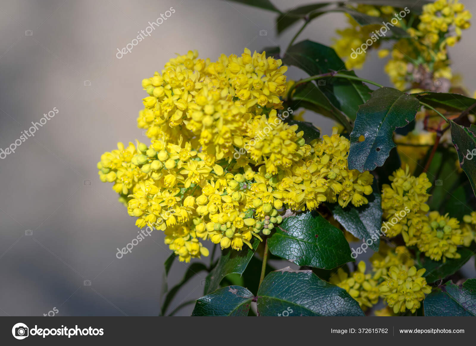 Mahonia Aquifolium Flor Planta Floracao Amarela Chamada Uva Oregon Folhas Stock Photo C Ivusakzkrabice 372615762