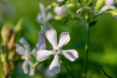 Saponaria officinalis beyaz çiçekli sabun çiçeği, tomurcuklanmamış yabani bitki, yeşil yapraklar, gövde ve arka plan