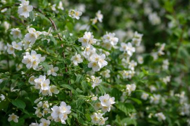 Çalı dallarında çiçek açan tatlı, sahte turuncu beyaz çiçekler, çiçek açan İngiliz Dogwood vahşi süs bitkisi, yeşil yapraklar.