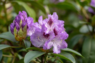 Azalea japonica mavi jay mor benekli beyaz demet çiçek, güzel çiçek açan bitki dalları, yeşil yapraklar