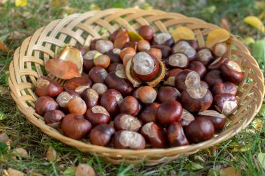 Yeşil çimlerde kuru sonbahar yapraklarıyla sığ sepetin üzerinde taze kestane grupları açık kahverengi tabakta birer birer fındık.