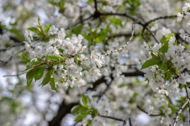 Amelanchier lamarckii yapraklı yaprak döken çalılar, dallardaki beyaz çiçekler, karlı tarlalar.