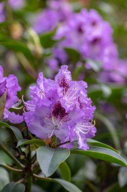 Azalea japonica mavi jay mor benekli beyaz demet çiçek, güzel çiçek açan bitki dalları, yeşil yapraklar