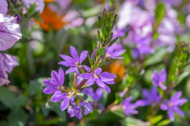 Scaevola aemula peri çiçeği mor mor menekşe çiçekli süs çiçeği, çiçek açmış güzel çiçekler, yeşil yapraklar.