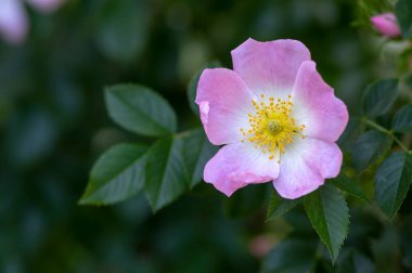 Köpek gülü Rosa canina açık pembe çiçekler dallarda çiçek, güzel yabani çalı, yeşil yapraklar