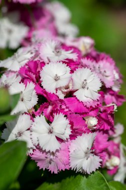 Dianthus Barbatus güzel süs bitkileri, parlak pembe beyaz çiçek grubu, yeşil yapraklar.