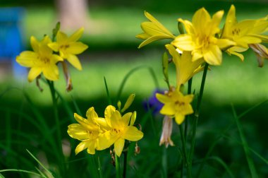 Hemerocallis lioasphodelus çiçek açan parlak sarı bitkiler, doğal parklarda çiçekli süs çiçekleri, güneş ışığında yeşil çimlerde bir demet limon zambağı