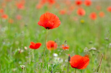 Papaver rhoeas yaygın haşhaş tohumu açan parlak kırmızı çiçekler, çayırda çiçek açan bir grup bitki, yabani tarla bitkileri