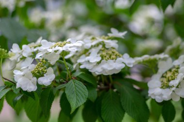 Viburnum plicatum çiçek açan bahar çiçekleri, güzel süslemeli Japon kartopu çiçek açmış, dallarda yeşil yapraklar
