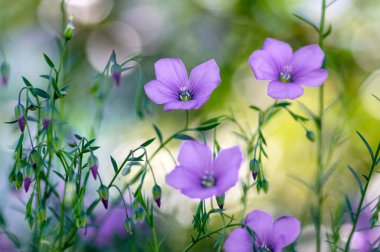 Linum usitatissimum keten tohumu çiçek açan süs bahçesi, çiçek açmış güzel mavi keten çiçeklerden oluşan bir grup, yeşil yapraklar.