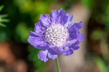 Scabiosa caucasica açık mavi çiçekli bitki, çiçeklerle süslenmiş güzel çayır çiçekleri, yeşil arka plan