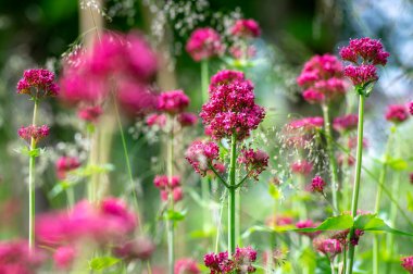 Centranthus ruber çiçekli bitki, çiçekparlak kırmızı pembe çiçekler, yeşil kök ve yaprakları, güzel süs çiçeği