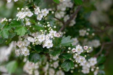 Crataegus laevigata beyaz çiçekli dallar, çiçek açmış güzel vahşi ağaç, yeşil yapraklar