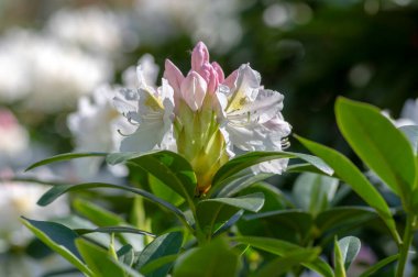 Rhododendron Madam Masson. Sarı noktalı beyaz çiçekler. Çiçek açan yeşil çalılar.