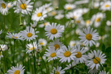 Leucanthemum vulgare çayırları yabani öküz gözü papatya çiçekleri, beyaz taç yaprakları ve sarı çiçekli, çiçek açan güzel bitkiler, ilkbaharın sonlarında inanılmaz yeşil alanlar.