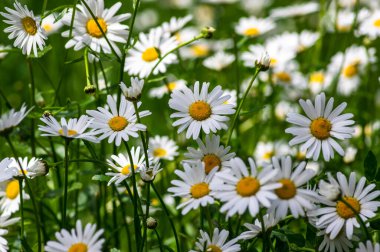 Leucanthemum vulgare çayırları yabani öküz gözü papatya çiçekleri, beyaz taç yaprakları ve sarı çiçekli, çiçek açan güzel bitkiler, ilkbaharın sonlarında inanılmaz yeşil alanlar.