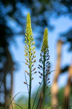 Eremurus isabellinus pinocchio cleopatra çiçekli süs bitkisi, güzel pembe turuncu tilki kuyruklu zambak çiçekleri güneş ışığında çiçek açıyor, bitki sapında sarı tomurcuk