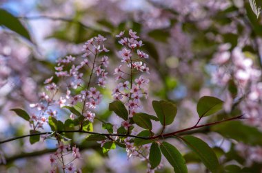 Prunus padus colorata pembe çiçekli kuş vişneli böğürtlen ağacı, çiçek açmış hagberry imdat ağacı dallardaki süs çiçekleri ve kırmızı yeşil yapraklar.