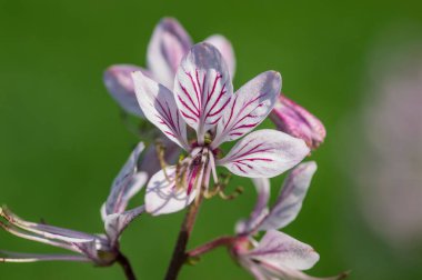 Dictamnus albus yabani çiçekleri bitki, güzel beyaz pembe çiçekler çiçek, yeşil arka plan