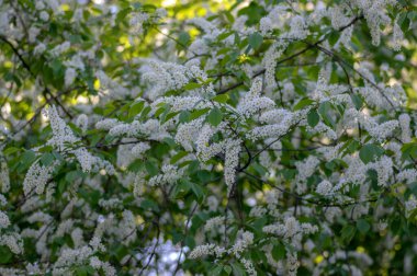Prunus padus beyaz çiçek açan kuş vişneli böğürtlen ağacı, çiçek açmış hagberry yardım ağacı, dallardaki süs çiçeği, yeşil yapraklar