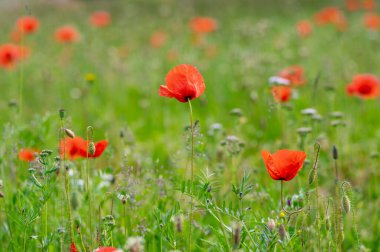 Papaver rhoeas yaygın haşhaş tohumu açan parlak kırmızı çiçekler, çayırda çiçek açan bir grup bitki, yabani tarla bitkileri