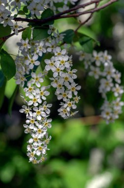 Prunus padus beyaz çiçek açan kuş vişneli böğürtlen ağacı, çiçek açmış hagberry yardım ağacı, dallardaki süs çiçeği, yeşil yapraklar