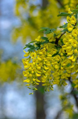 Laburnum anagyroides süsleme dalları mavi gökyüzüne karşı çiçek açıyor, parlak sarı çiçekli küçük bir ağaç