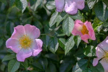 Köpek gülü Rosa canina açık pembe çiçekler dallarda çiçek, güzel yabani çalı, yeşil yapraklar