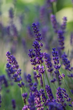 Lavandula angustifolia çiçek demeti, mor mavi menekşe kokulu çiçekler, yeşil arka plan