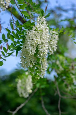 Robinia psödoacia süs ağacı çiçek açmış, parlak beyaz çiçek demeti, dallarda yeşil yapraklar
