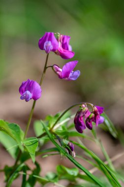 Lathyrus vernus vahşi mor menekşe çiçekleri açan bahar çiçekleri ormanda, yeşil yapraklar