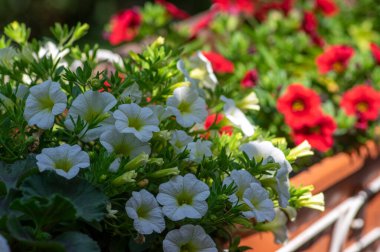 Calibrhoa milyon çan güzel çiçek, çiçek açmış beyaz ve kırmızı çiçekler, süslemeli saksı balkonu, yeşil yapraklar