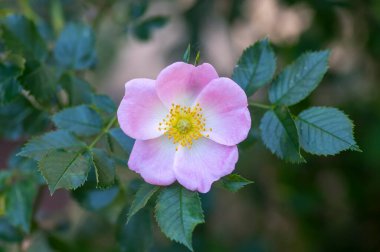 Köpek gülü Rosa canina açık pembe çiçekler dallarda çiçek, güzel yabani çalı, yeşil yapraklar