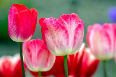 Bahar bahçesinde taze laleler, güzel erken dönem tulipa gesneriana çiçekleri, çeşitli renkler, bir demet romantik çiçek.