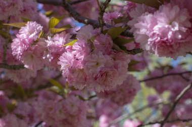 Prunus serrulata Japon kiraz ağacı çifte çiçek ekimi Sakura ya da taihaku çiçekli, çiçekli doğu kirazı açık pembe çiçekli
