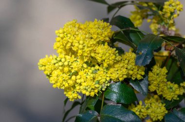 Çiçek açan Mahonia aquifolium, Oregon üzümü denen sarı çiçekli bitki, iğne yeşili yapraklar ve sarı çiçek demeti, süslemeli dikenli çalılar.