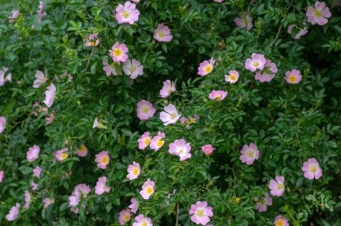 Köpek gülü Rosa canina açık pembe çiçekler dallarda çiçek, güzel yabani çalı, yeşil yapraklar