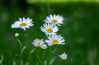 Leucanthemum vulgare yabani çayırları beyaz yapraklı ve sarı merkezli, çiçek açan güzel bitki, yeşil arkaplan