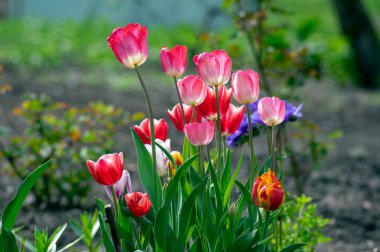 Bahar bahçesinde taze laleler, güzel erken dönem tulipa gesneriana çiçekleri, çeşitli renkler, bir demet romantik çiçek.