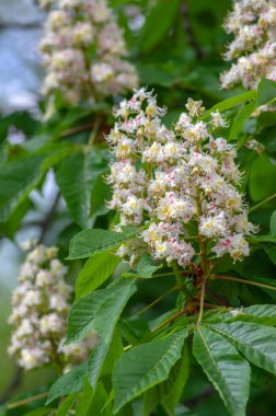 Aesculus hipokastanum at kestane ağacı çiçek açmış, dallardaki beyaz çiçek grubu, yeşil yapraklar