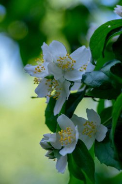 Çalı dallarında çiçek açan tatlı, sahte turuncu beyaz çiçekler, çiçek açan İngiliz Dogwood vahşi süs bitkisi, yeşil yapraklar.