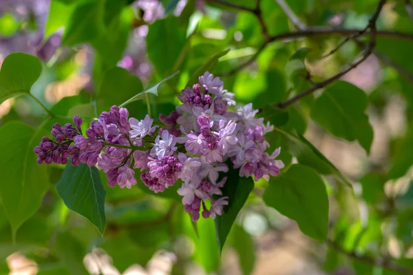 Syringa Vulgaris Fialová Fialová Kvetoucí Keř Skupiny Voňavých Květů Kvetoucích — Stock fotografie