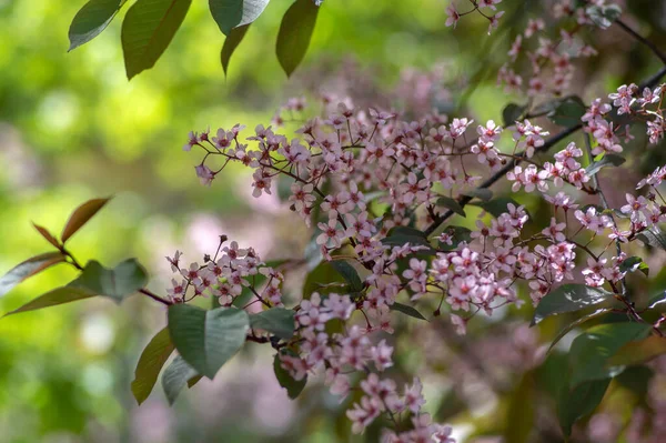 Prunus Padus Colorata Roze Bloeiende Cultivar Van Vogel Kers Hackberry — Stockfoto