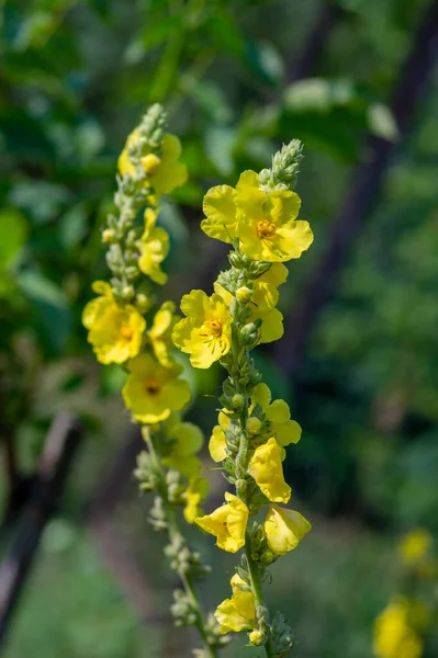 Verbascum Densiflorum Amarelo Brilhante Denseflower Flor Plantas Medicinais Alta Floração — Fotografia de Stock