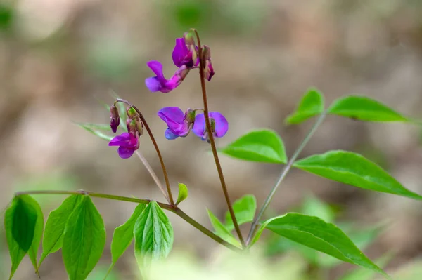 Lathyrus Vernus Fiori Viola Porpora Selvatica Fiore Piante Fiore Primaverili — Foto Stock